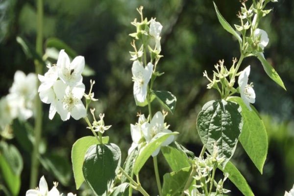 Floral aromas refresh mind, arrest body fatigue: Expert