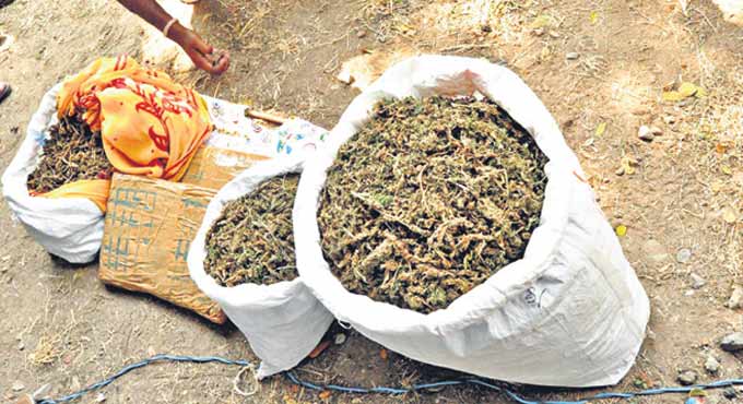 Ganja smugglers changing tack to avoid getting caught