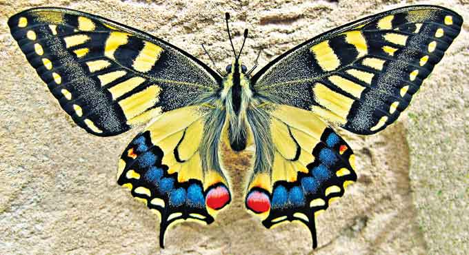 Is ‘insect apocalypse’ close-by?