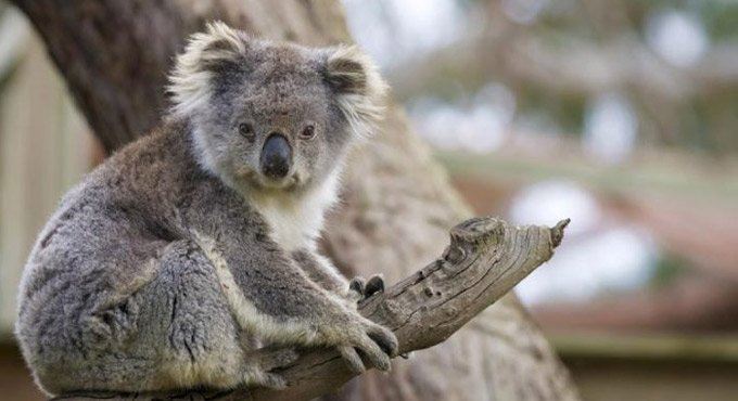 Australia announces national approach to koala conservation