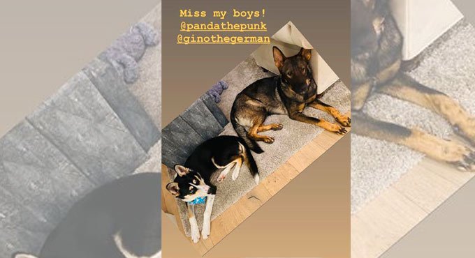 Miss My Boys: Priyanka Chopra as she shares picture of pets Gino, Panda