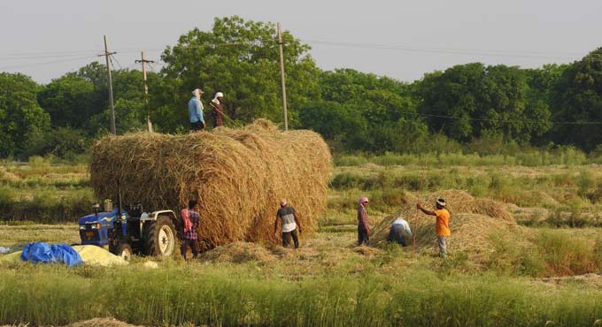 4.23 lakh tonnes paddy procured in TS so far