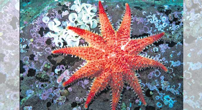 Scientists find chinks in coral-eating starfish armour