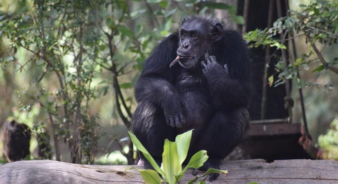 India’s most famous chimpanzee Suzi dies in Hyderabad Zoo