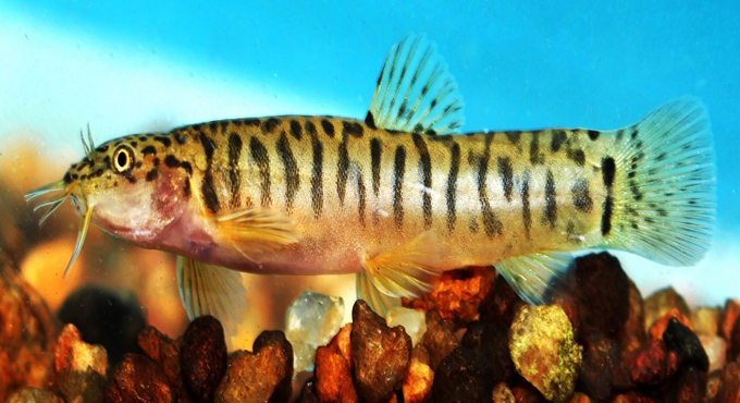 Mancherial: OU researchers discover new fish species in Kawal