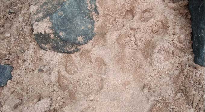 Tiger pug marks spotted in Kothagudem forests, villagers cautioned