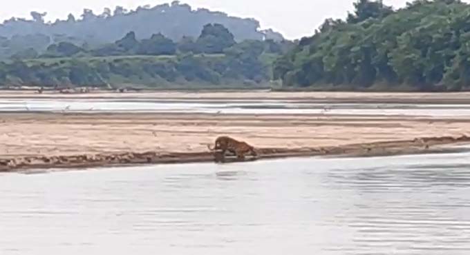 Tigress spotted quenching thirst in forest-fringe village of Asifabad