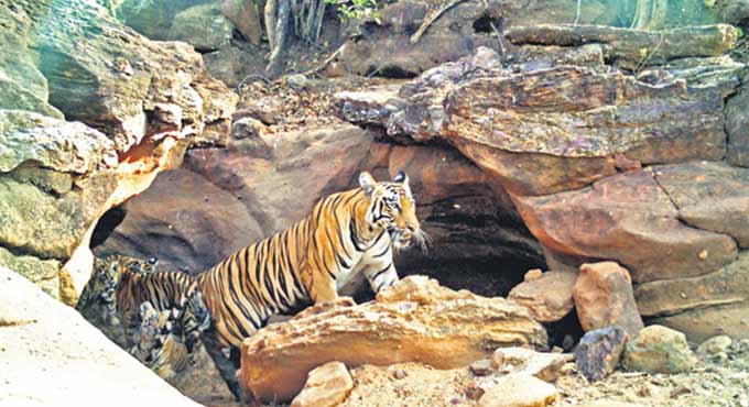 Asifabad: Tiger killings bring back harsh memories to two families