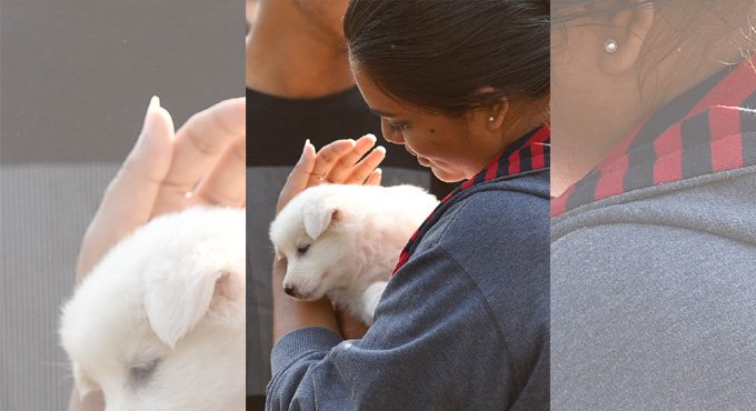 Make this Deepavali animal-friendly