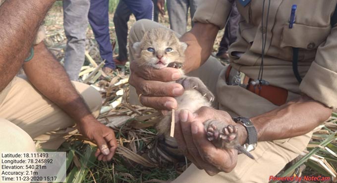 Jungle cat kitten rescued in Medak