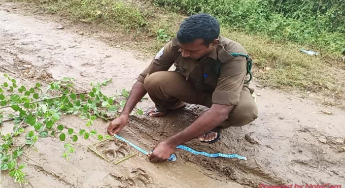 Tiger scare continues in Kothagudem