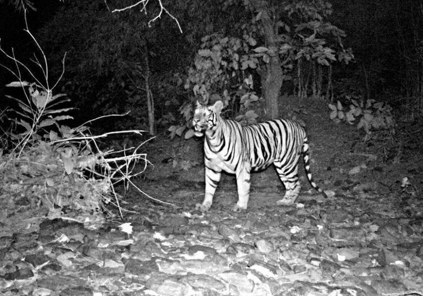 Watch: Tiger sightings in Telangana, a healthy sign