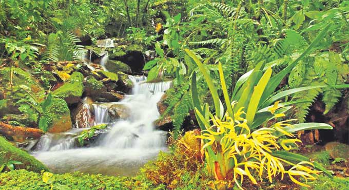 New species found in Andes