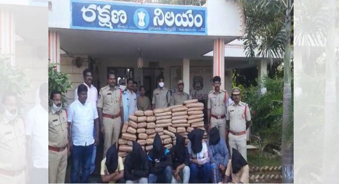 Andhra Pradesh: 400 kg ganja seized, seven held