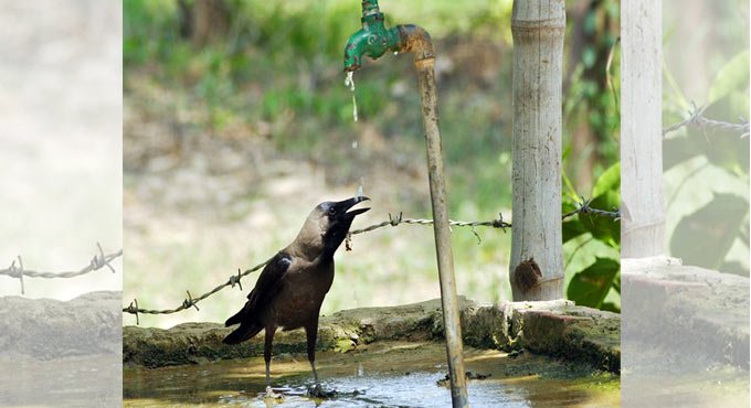 Avian flu confirmed in Jhalawar, Section 144 imposed