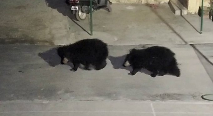 Bear, cubs stray into police station at Kanker in Chhattisgarh
