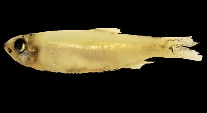 Rare fish species discovered in Asifabad district