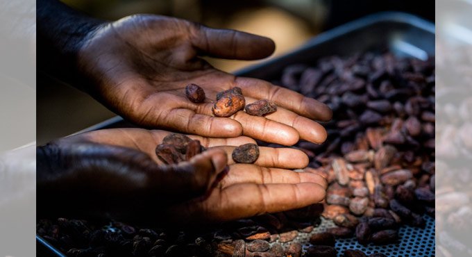 cocoa industry
