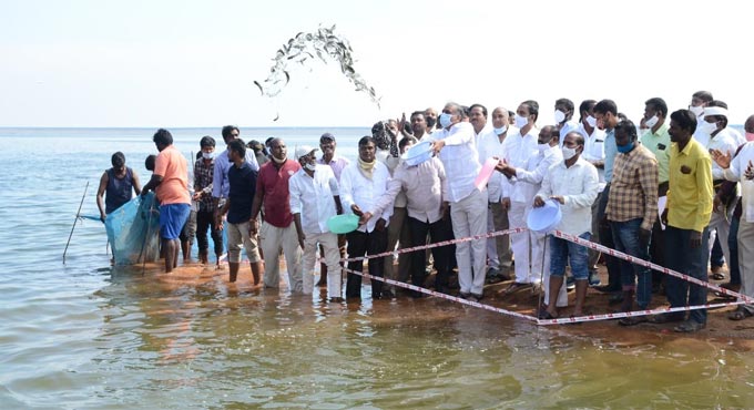 Harish Rao releases fishlings into Ranganayaka Sagar