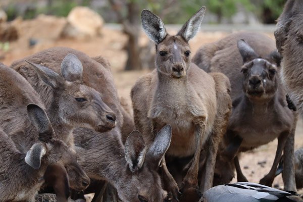 Kangaroos