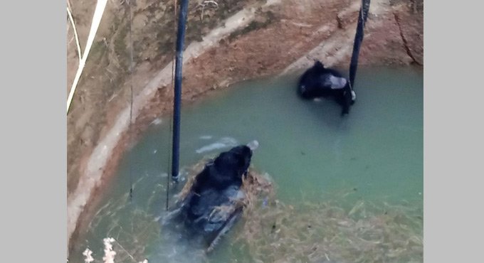 Two sloth bears fall into well in Karimnagar, rescue efforts on