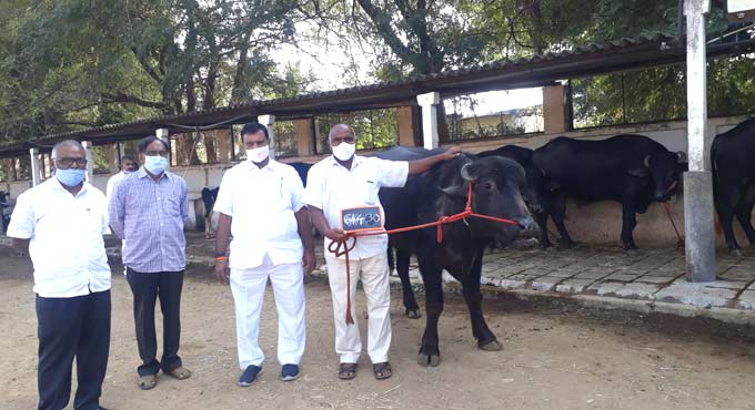 Karimnagar Dairy distributing breeding bulls to boost milk production