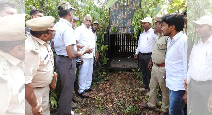 Tiger Attacks: Cages laid to trap the ‘man-eater’ in Asifabad