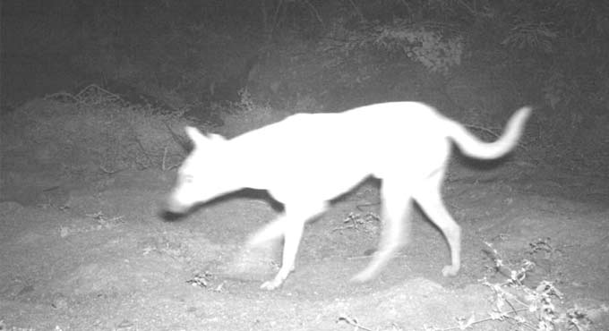 Leopard scare in Gachibowli: Dog mistaken for big cat