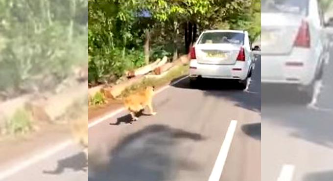 Man arrested for tying dog to car, dragging it along road