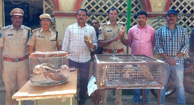 Man held with Barn owls in Hyderabad 