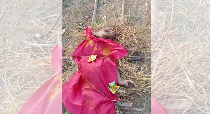 Last rites of monkey performed in Siddipet village
