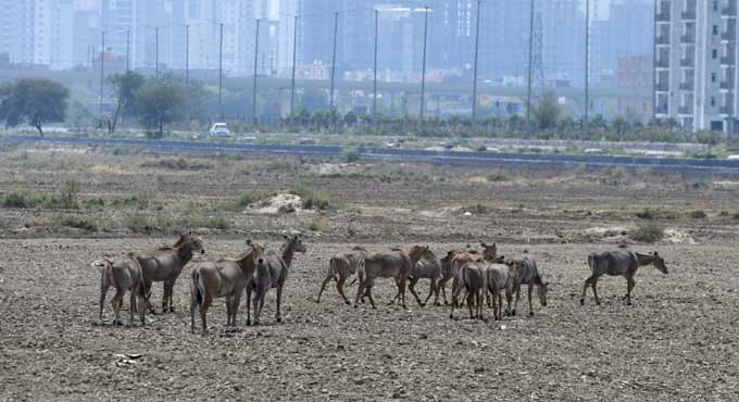 Nilgais still posing a threat to operations at Bihar’s Darbhanga airport