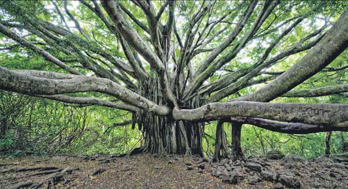 How do plants live for years?