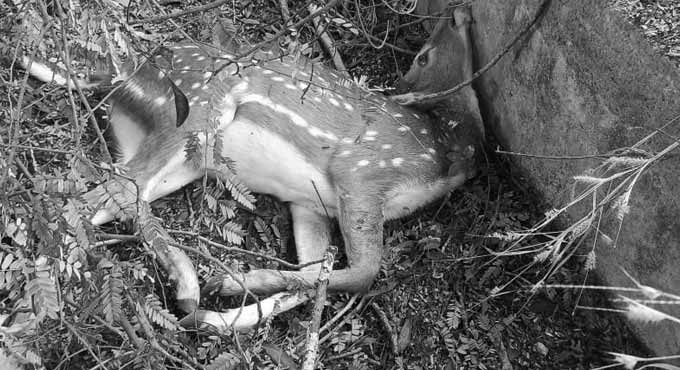 Spotted deer found dead in UoH campus