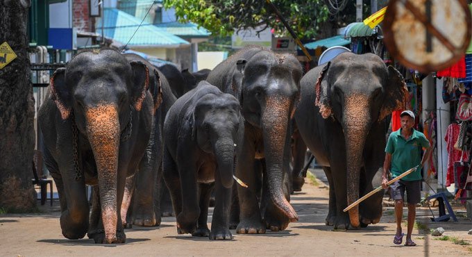 Sri Lanka records highest annual elephant deaths