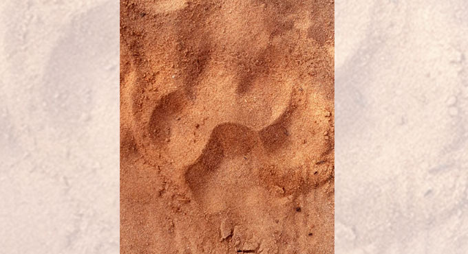 Tiger pugmarks found at Aswaraopet in Kothagudem district