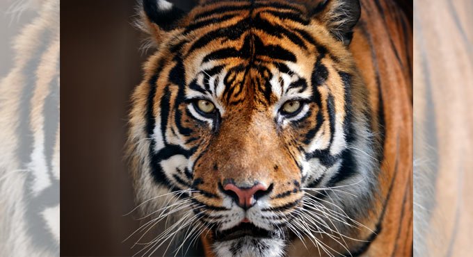 Why do tigers have whiskers?