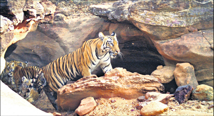 Tiger sightings in Telangana, a healthy sign: Experts