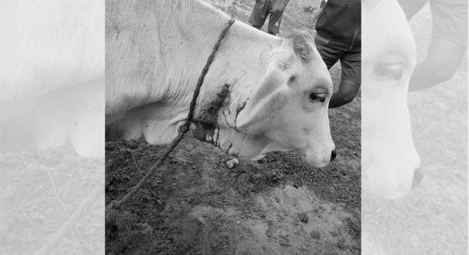 Tiger attacks cow in Kothagudem