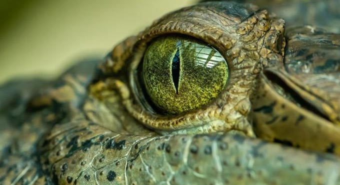 Trade in wild animals thriving on social media amid Covid-19