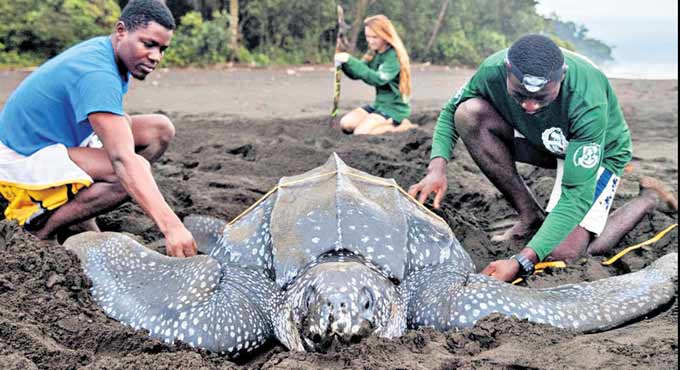 Endangered leatherback turtle nest discovered