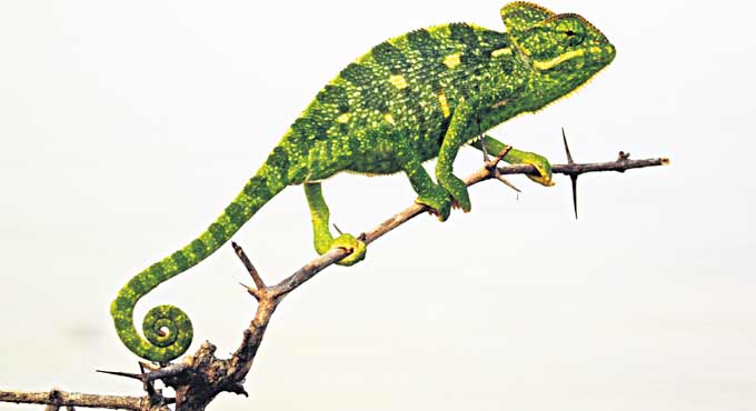 Flora and fauna in harmony at University of Hyderabad