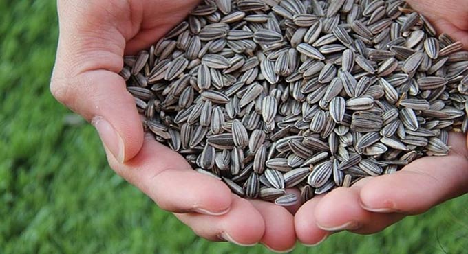 Life Food that helps build resistance against air pollution