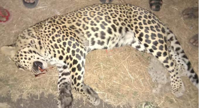 Telangana: Leopard run over in Adilabad