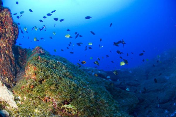 Conservation of Hawaii’s Coral Reefs