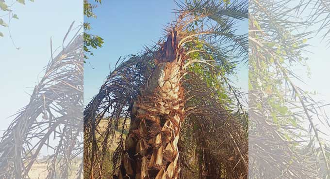 Excise officials arrest Nandipet VDC members