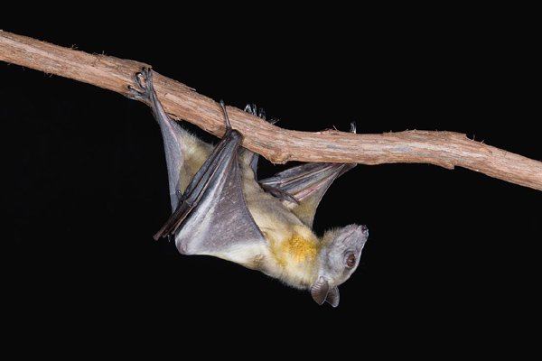 Bats as reservoir for deadly viruses