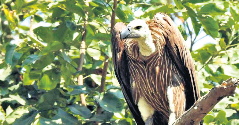 Last rites: Parsis turn to tech as vulture numbers decline