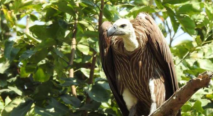Hyderabad to get vulture rescue centre