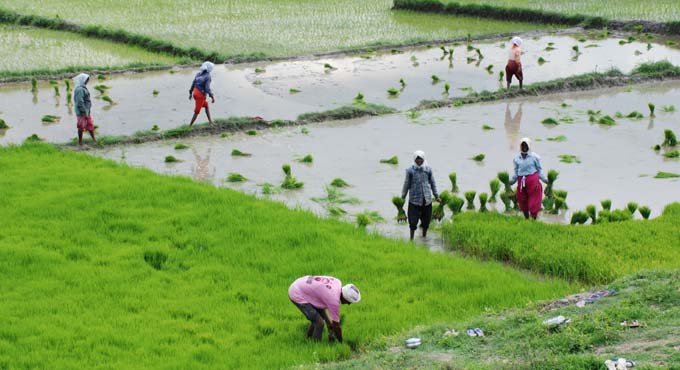 Farming activity gains momentum in Nalgonda